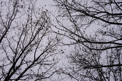 Low angle view of tree against clear sky