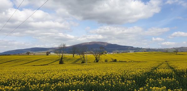 Scenic view of field against cloudy sky