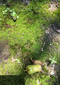 High angle view of snake on grass