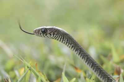 Close-up of lizard on grass