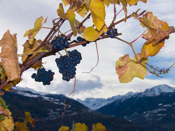 Grapes growing in vineyard against mountains