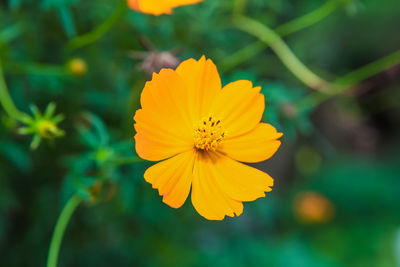 Close-up of yellow cosmos flower