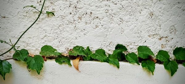 Close-up of ivy growing on wall