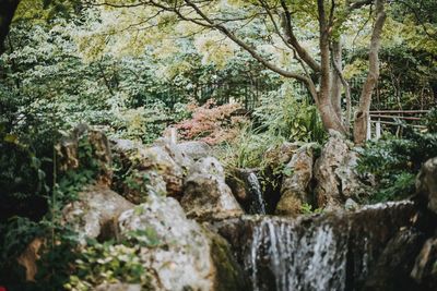 Scenic view of waterfall in forest