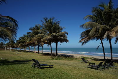 Palm trees on beach against clear sky