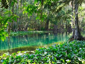 Scenic view of lake by trees