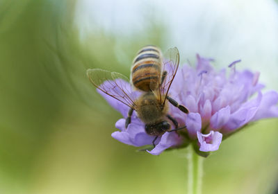 Close-up of bee pollinating on purple flower