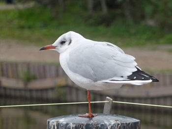 Close-up of seagull perching on wooden post