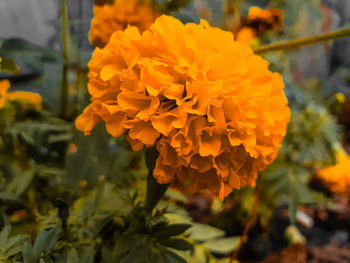 Close-up of yellow flowering plant