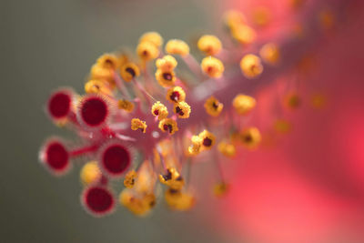Close-up of flower against blurred background