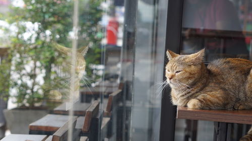 Cat looking through window