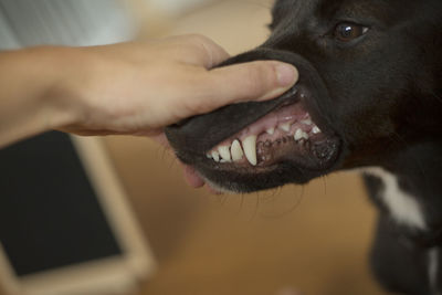 Close-up of a dog