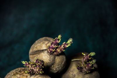 Close-up of potato against wall in darkroom