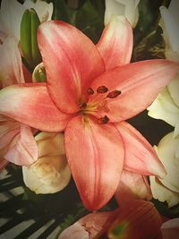 Close-up of pink day lily