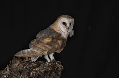 Close-up of owl perching on branch against black background