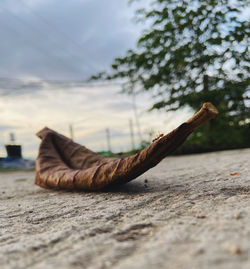 Close-up of shell on tree against sky