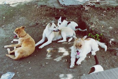 High angle view of dogs