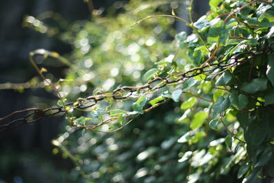 Close-up of fresh green leaves on branch