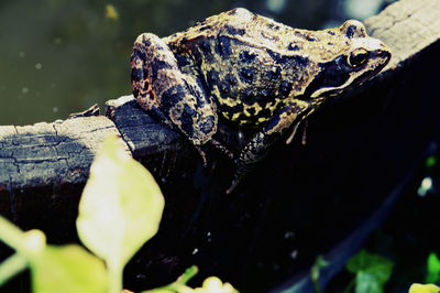 Close-up of a lizard