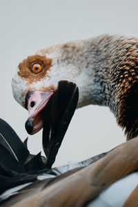 Close-up of a bird