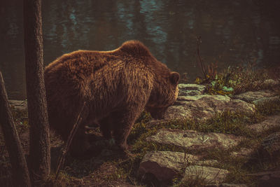 View of lion in the forest