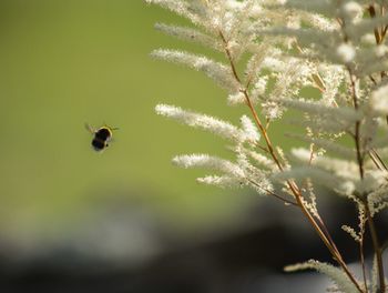 Close-up of insect on leaf