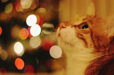 Primo piano di un gatto davanti alle luci natalizie