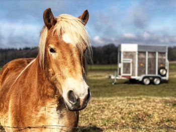 Close-up of horse on field against sky