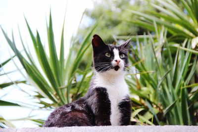 Close-up portrait of a cat