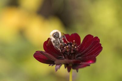 Close-up of red flower