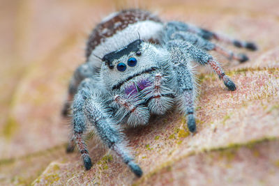 Close-up of spider