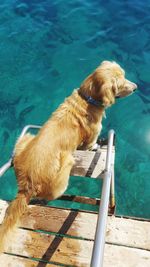 High angle view of dog sitting by swimming pool