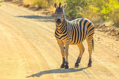 Zebra standing in a sunlight