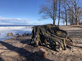 View of driftwood on beach