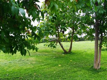 Trees growing in field