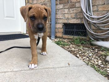 Close-up of cute puppy walking on footpath