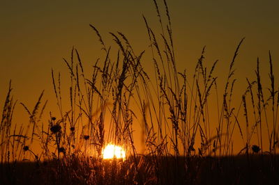 Low angle view of silhouette grass growing on field against sky during sunset