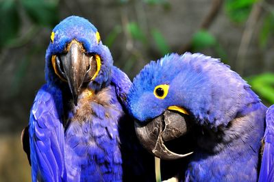 Close-up of blue cockatoo birds