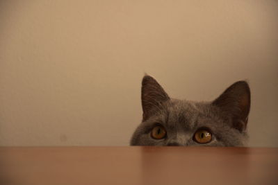 Close-up of cat by table against wall