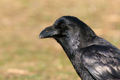 Close-up of a bird