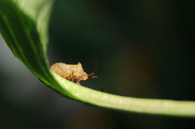 Close-up of insect on leaf