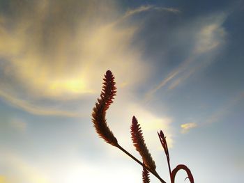 Low angle view of silhouette plant against sunset sky