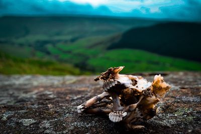 Animal bone on rock against landscape