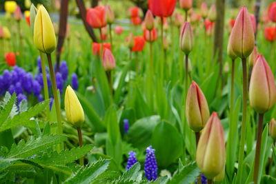 Close-up of purple tulip flowers