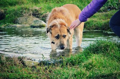 Midsection of person touching dog standing in pond