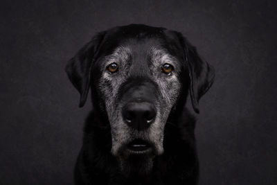 Portrait of black dog against gray background