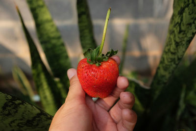 Cropped hand holding strawberry