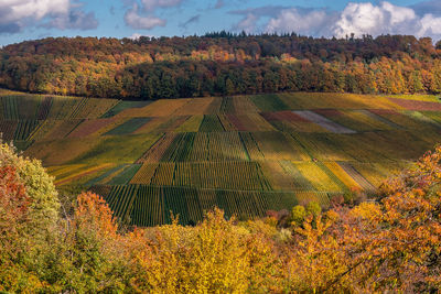 Higher view over vineyards in autumn