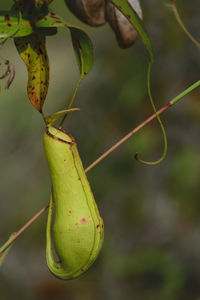 Close-up of fruit growing on plant