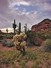 Cactus growing on field against sky